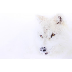 Loup blanc en photo plexiglass - 90x60