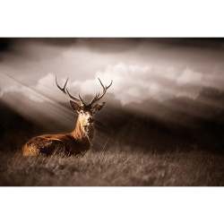 Cerf attentif - 60x40
