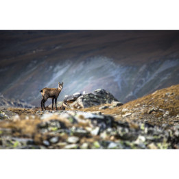 Chamois aux aguets en photo plexiglass