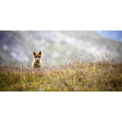 Renard curieux en photo plexiglass - 120x60