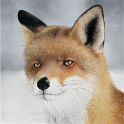 Tableau regard renard - 40x40