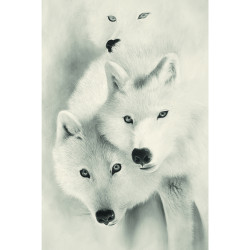 Toile sur chassis loups blanc - 60x90